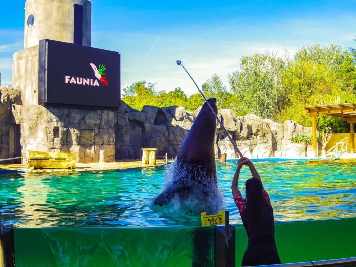 Faunia animal park sea bear jump