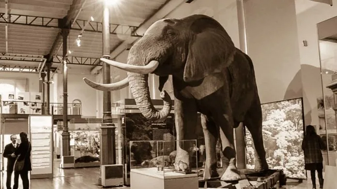 Madridallincluded-Madrid-Museum-of-Natural-Science Madrid Museum of Natural Science elefant hall
