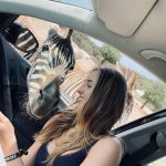 Safari Park Madrid Zebra 2 – Madridallincluded.com