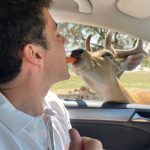 Safari Park Madrid deer – Madridallincluded.com