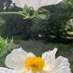 17996509832634924_madridallincluded