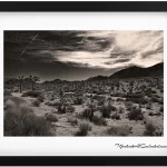 Timeless Beauty_ Joshua Tree National Park in Black & White 1920