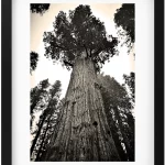 Towering Titan_ A Giant Sequoia Stands Sentinel in Black & White 1920